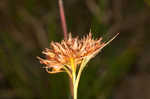 Fringed beaksedge